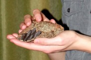 Close up of the fragment of the Barwell meteorite